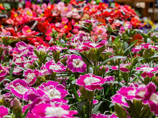 Fototapeta premium Close up of Dianthus chinensis blossom