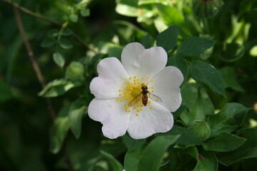 Obraz na płótnie Canvas Bee on white flower 