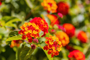 Close up shot of West Indian Lantana blossom