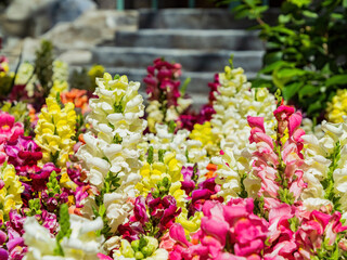 Obraz premium Close up of snapdragons blossom