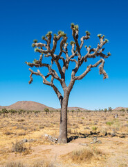 Joshua Tree Nationalpark
