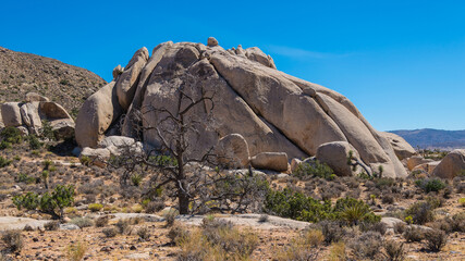 Joshua Tree Nationalpark