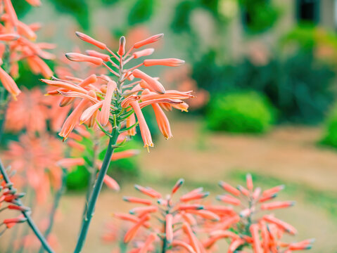 Close up shot of Aloe maculata blossom