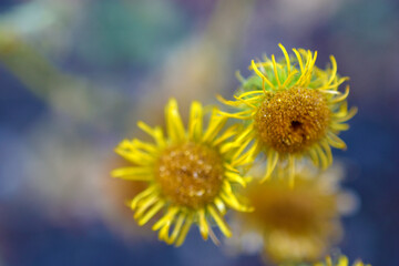 Dried grass flowers with baskets in the garden
