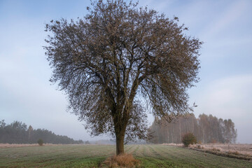 Obraz premium landscape with trees