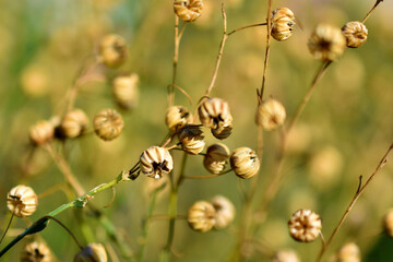 Dried grass flowers with baskets in the garden