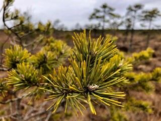 close up of pine needles