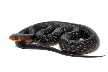 Eastern indigo snake (Drymarchon couperi) on a white background - obrazy, fototapety, plakaty