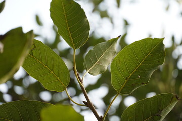 portrait of Green leaf image
