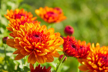beautiful orange chrysanthemum,autumn flowers in sunlight on a green background