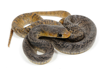 Yellow-tailed indigo snake (Drymarchon corais) on a white background