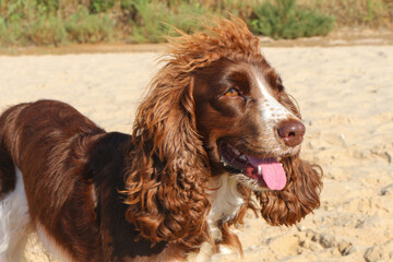 spaniel
