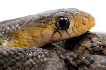 Yellow-tailed indigo snake (Drymarchon corais) on a white background