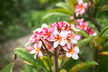 A view of a pink plumeria flowers.
