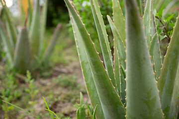 A closeup view of an aloe vera plant in a garden setting.