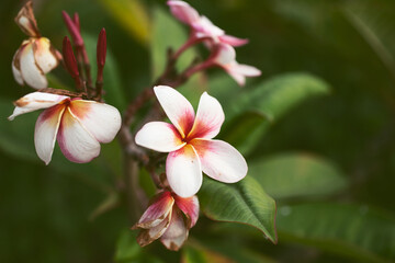 A view of a white and pink plumeria flowers.