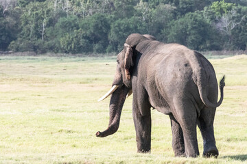 Fototapeta na wymiar A tusker elephant stands tall in the wilderness of Sri Lanka.