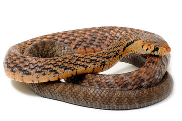 Fototapeta premium Mexican red-tailed indigo snake (Drymarchon melanurus rubidus) on a white background