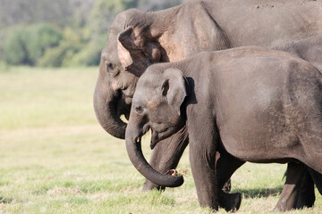 A young elephant is escorted by an older sibling in the jungles of Sri Lanka.