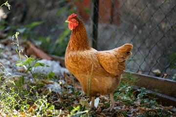 Red free range chicken stands on the ground in the backyard