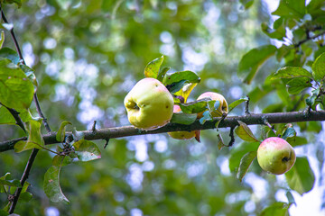 juicy, ripe apples, illuminated by the rays of the sun on the branch of an apple tree.autumn fruit...