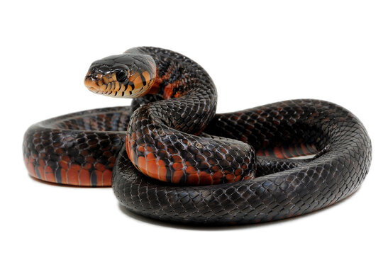 Mexican red-tailed indigo snake (Drymarchon melanurus rubidus) on a white background