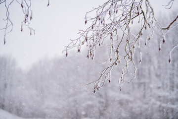 Foggy snowy landscape of northern park.