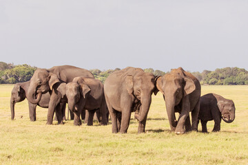 Naklejka na ściany i meble A herd of elephants photographed in the wilderness.