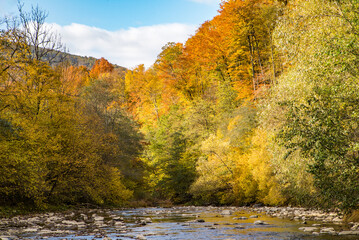 The mountain river near the forest in the autumn season. Autumn yellow trees.