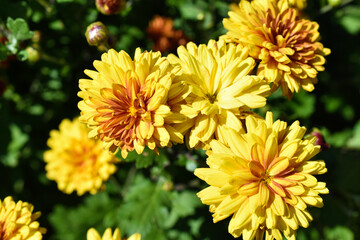 Red and yellow chrysanthemum flowers close up in the garden