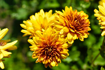 Red and yellow chrysanthemum flowers close up in the garden