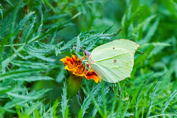 Common Brimstone butterfly on a flower