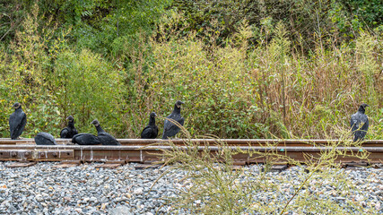 Turkey buzzards eet on rail road tracks.