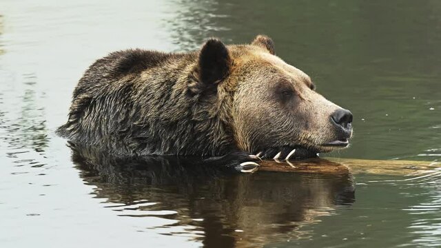 Male grizzly bear (Ursus arctos horribilis) in the river in central coast of British Columbia at Bella Coola, Canada