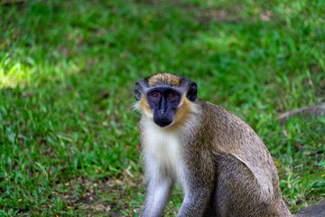 Green monkey / monkeys from Barbados.