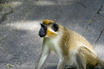 Obraz premium Green monkey / monkeys from Barbados.
