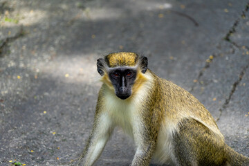 Green monkey / monkeys from Barbados.