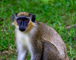 Green monkey / monkeys from Barbados.