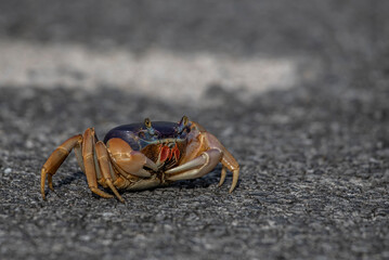 close up of crab