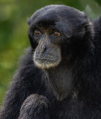 close up of a baboon