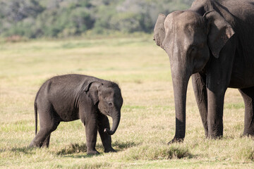 Fototapeta na wymiar A mother and baby elephant photographed in the wild.