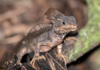 lizard on a tree