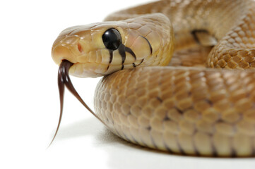 Black-tailed cribo (Drymarchon melanurus melanurus) on a white background