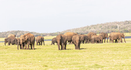 Fototapeta na wymiar An elephant herd photographed in the dry plains of Sri Lanka.