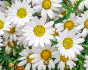 Obraz na płótnie Canvas chamomile flowers top view closeup, natural background