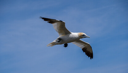 Close up of Flying Large White Sea Bird Gannets with a huge wingspan over blue sky and ocean on English clifftops, Gliding, slope soaring and riding thermals and Ridge lift from cliff face updrafts
