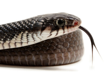 Mexican red-tailed indigo snake (Drymarchon melanurus rubidus) on a white background