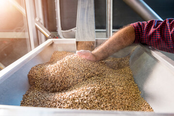 A young brewer in a leather apron controls the grinding of malt seeds in a mill at a modern brewery