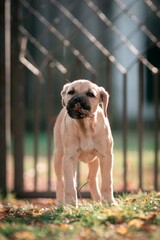 the dog that eats leaves © Patryk