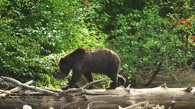 A female grizzly bear and her cute grizzly cub are eating salmon at the riverbank in Tweedsmuir South Provincial Park